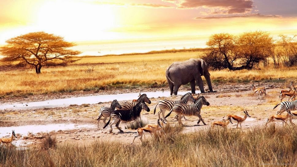 Savana Ecossistemas mundiais e brasileiros Savanas Savana Ecossistemas mundiais e brasileiros Savanas