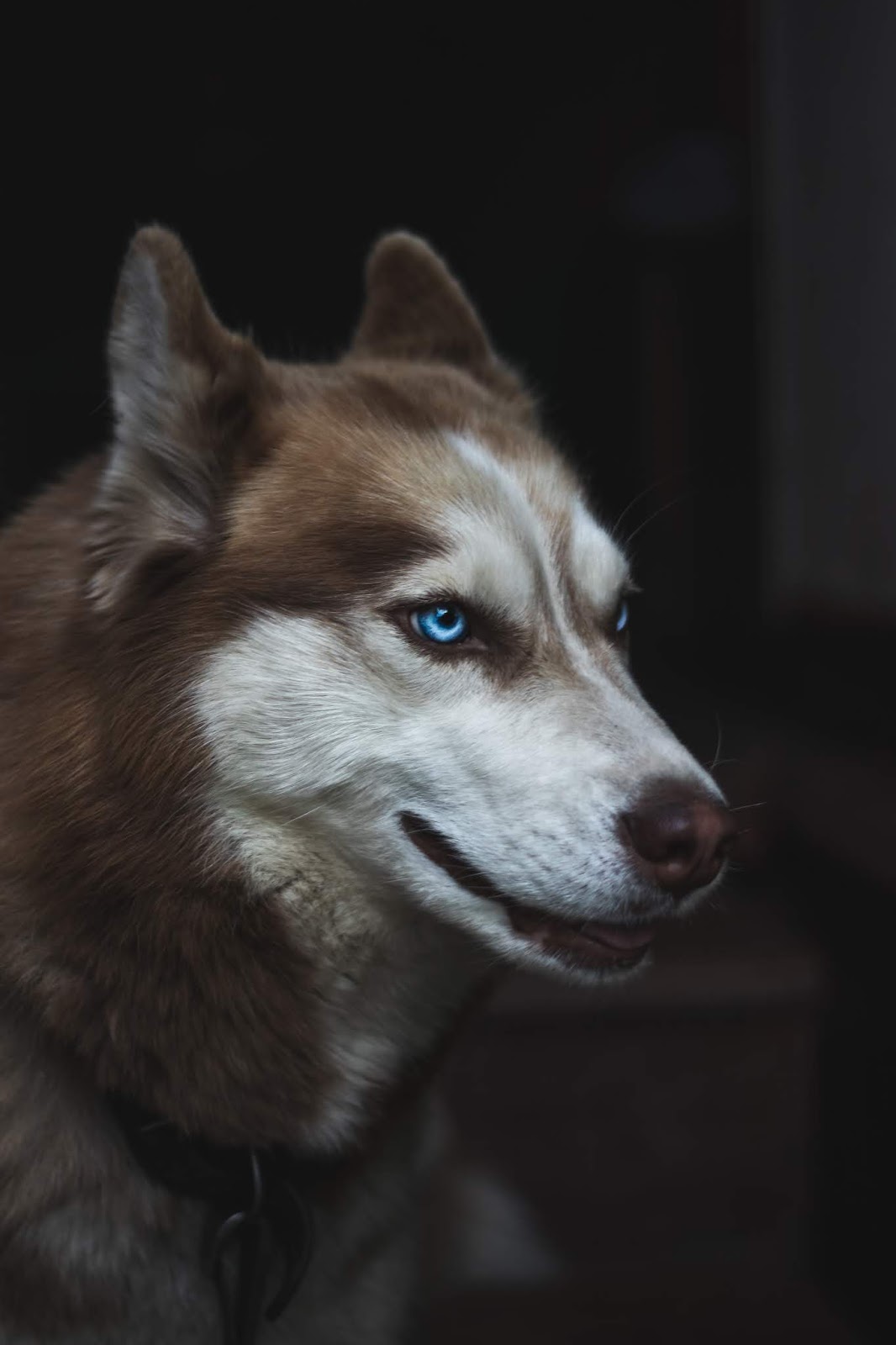 Çok Güzel Asil Köpek Resimleri Gezilmeye Değer Yerler Seyahat Tur Rehberi