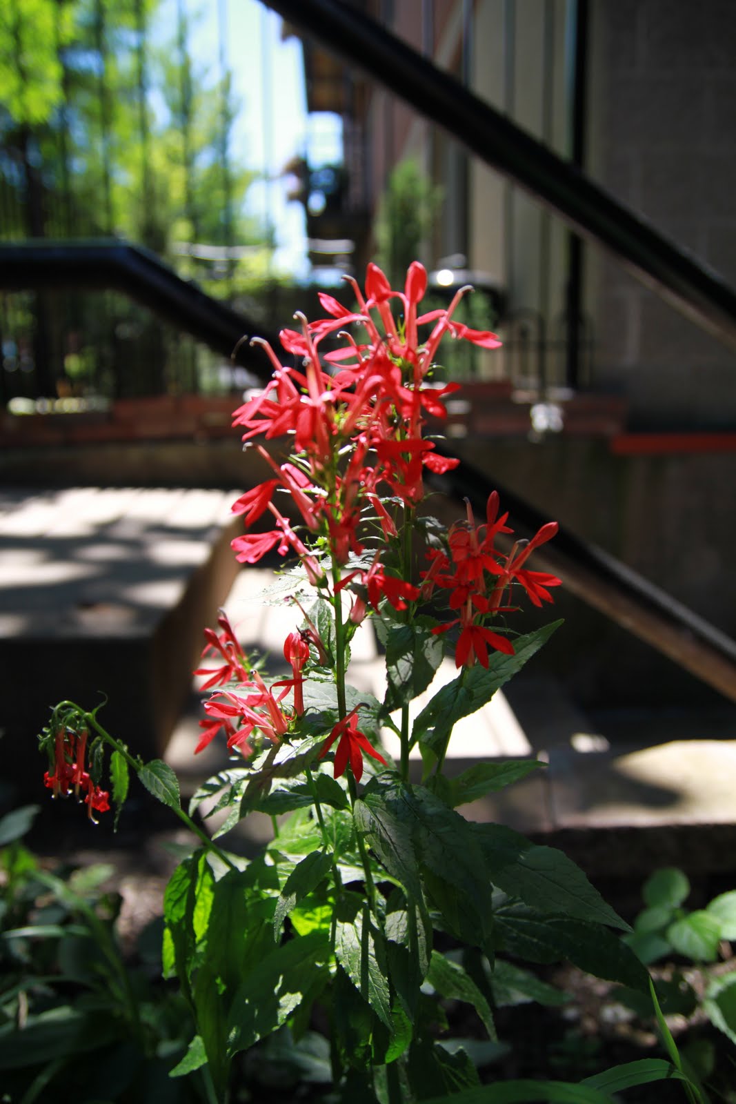 Chicago Native Plants