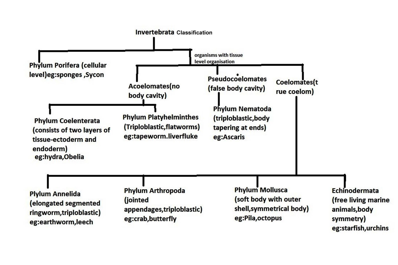 Echinodermata Classification Chart