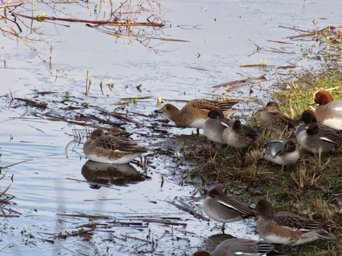 WWT London Wetland Centre: Wigeons