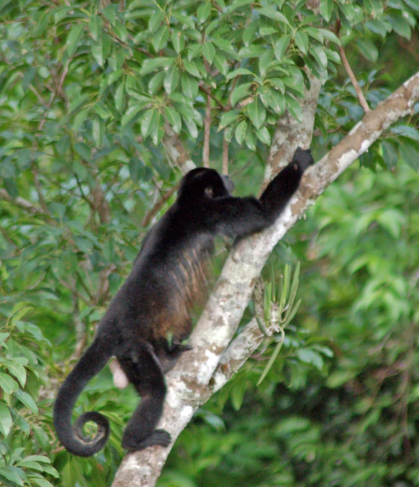 1001 Reasons to Enjoy the Expat Life in Costa Rica When Did Noah Build The Ark, Gladys? Before