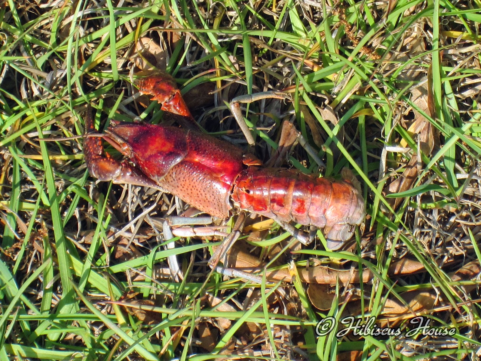 Hibiscus House Lettuce Rail Garden and Critters