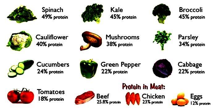 Have food rich in Proteins