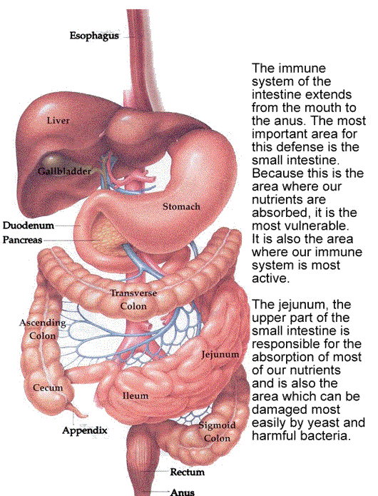 The Day.lee Dose: Truth Revealed: Digestion and PH