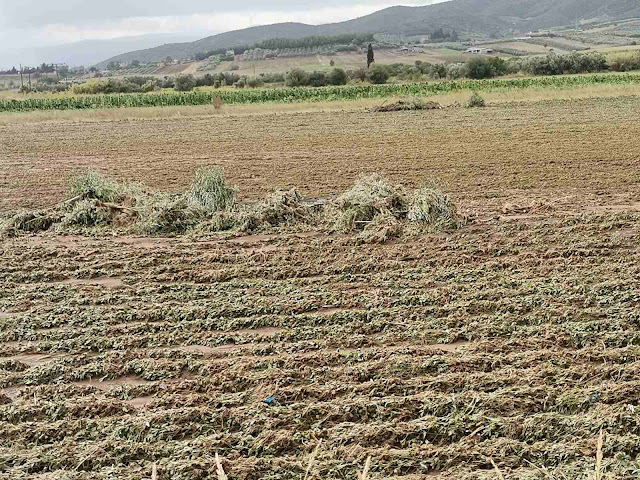 IMG 4094 | Lamianow.gr