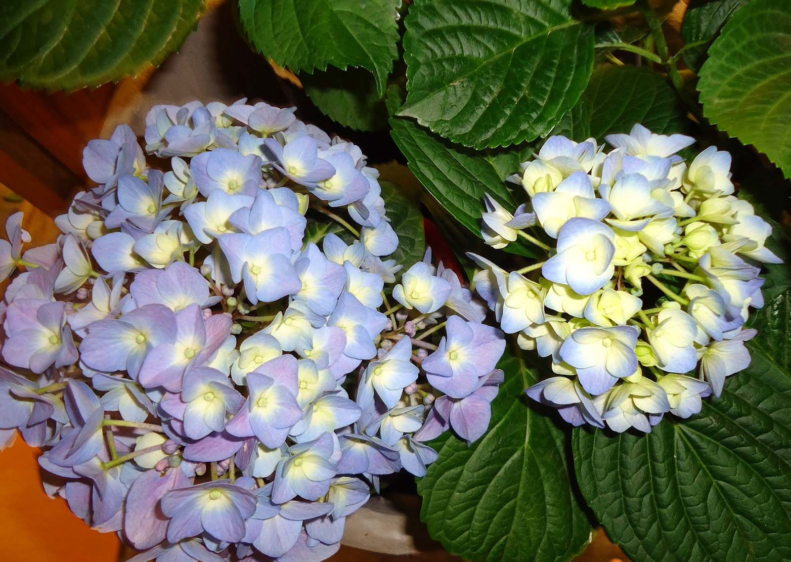v e r d e c h a c o: Hortensia