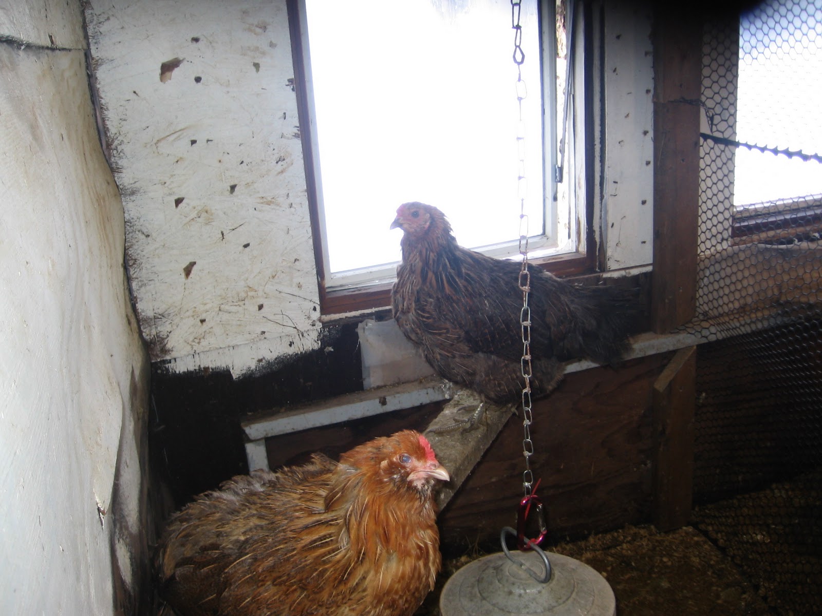 Homemade Alaska Raising chickens the "old fashioned" way