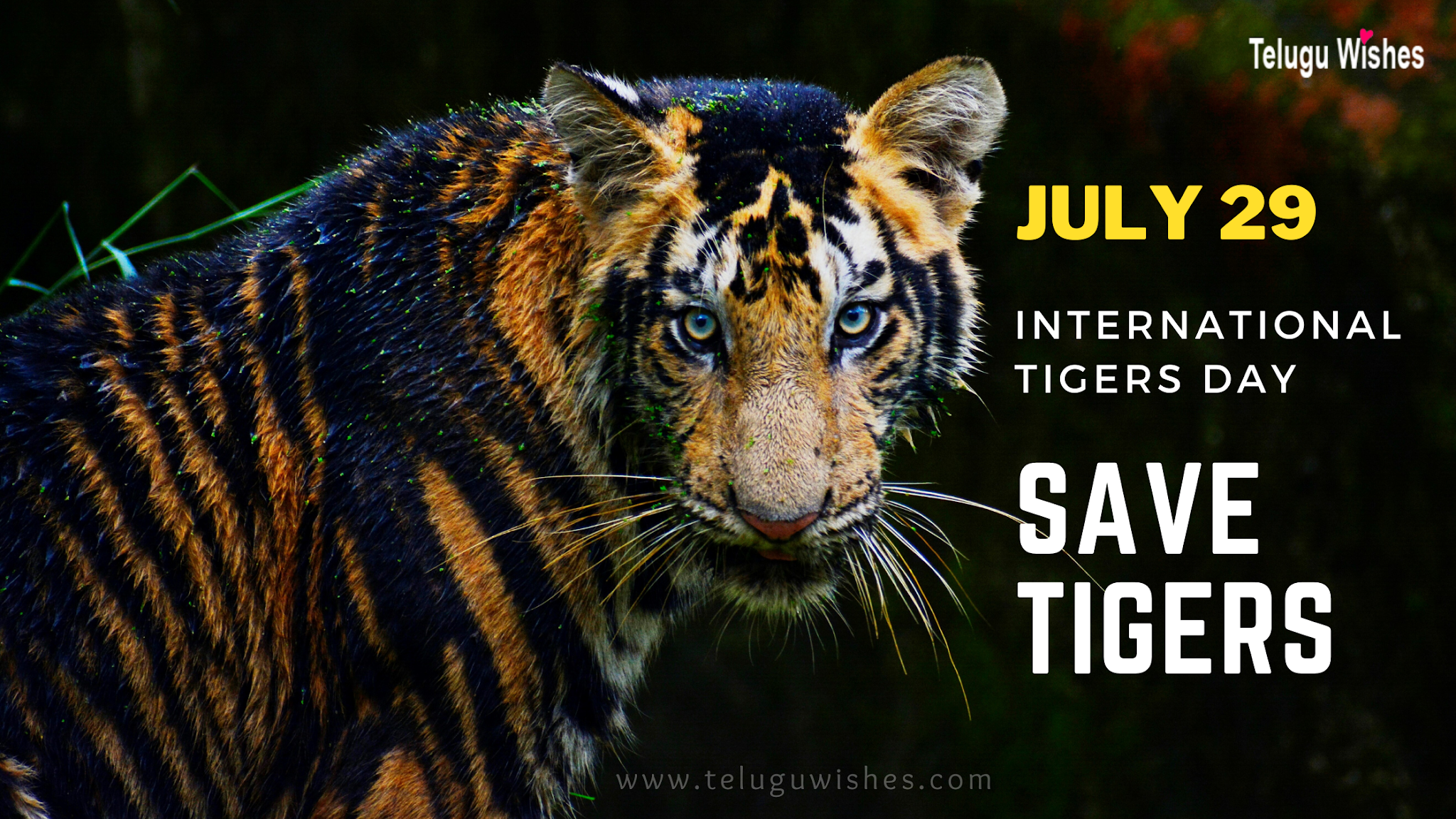 International Tigers Day Images in Telugu