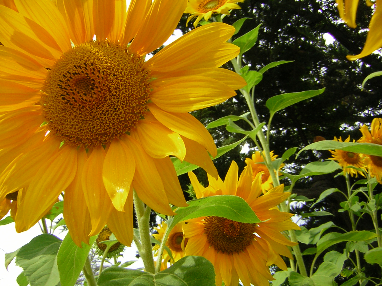 *Terra Garden* Sunflowers in September