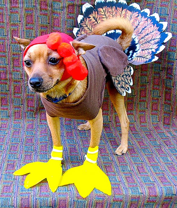 The Most ADORABLE DOGS Dressed in Thanksgiving Costumes! | BOLD and UNUSUAL  DOG Stories - Haus Of Paws Blog