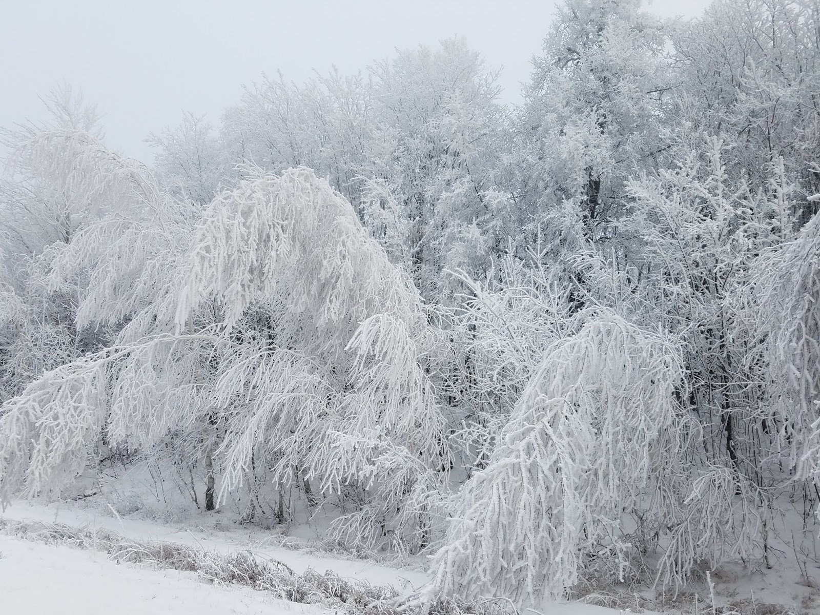 зимняя природа. найти смотреть бесплатно картинки сосна на скале зимой. все деревья в белых шубках мягкий. зимний лес. деревья в белых шубках.