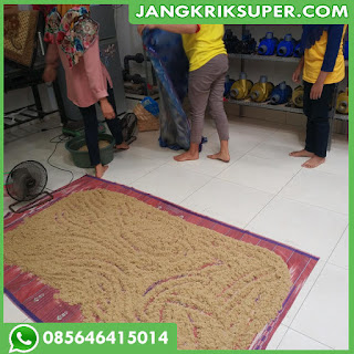 Proses Pemeraman Telur Jangkrik 