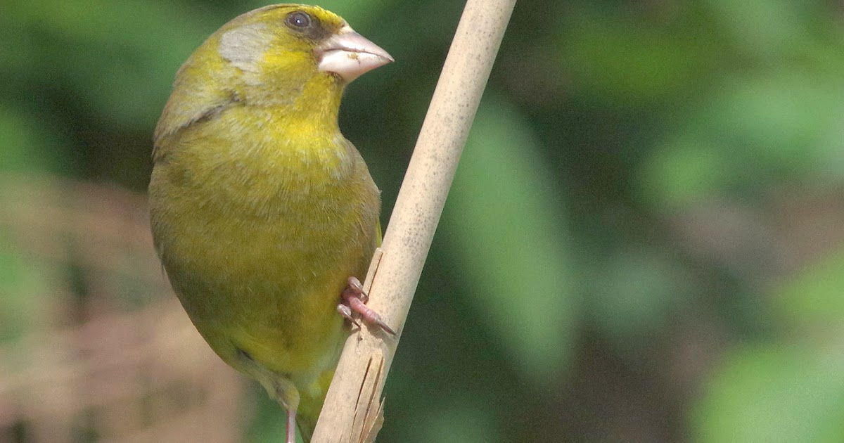 Birds of the Heath: Greenfinches in the garden - after a period of