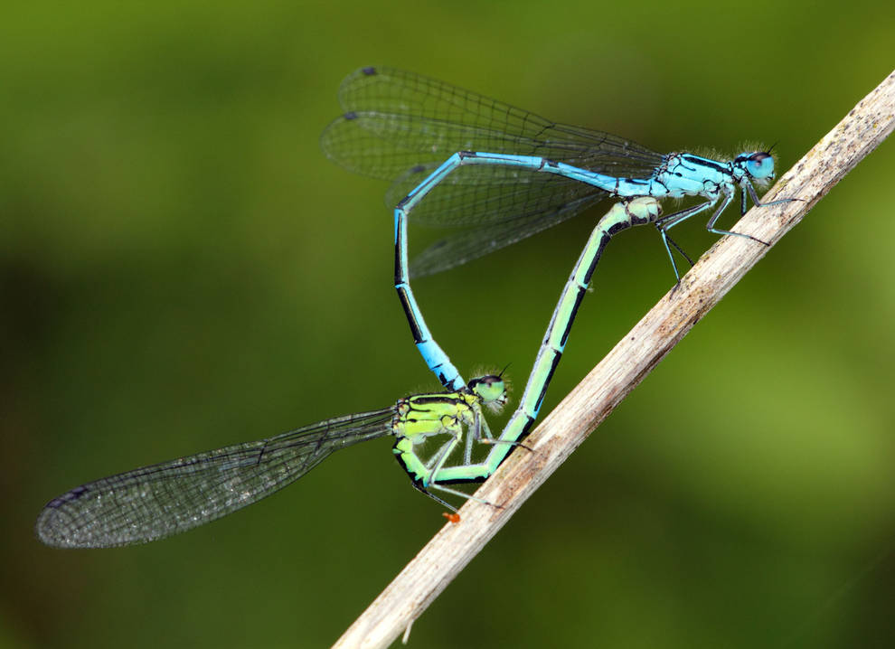 Las libélulas las danzarinas del aire.