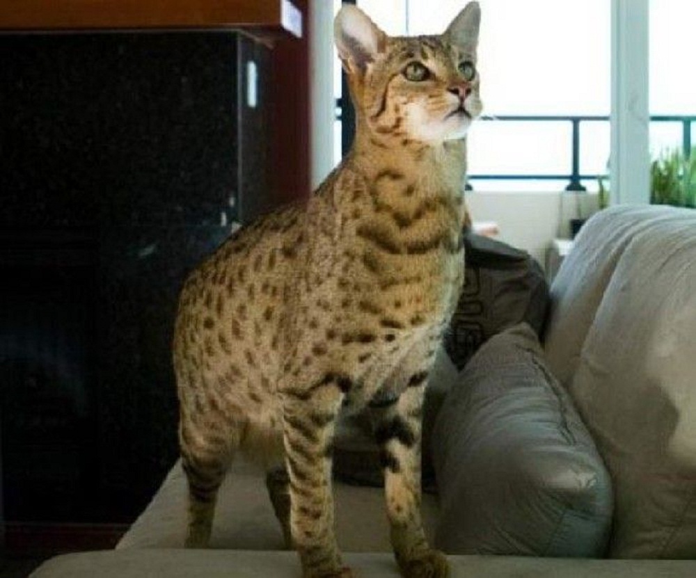 Самая большая домашняя кошка порода. Ашера кошка леопард. Мейн кун Ашера. Порода кошек Ашера. Большие кошки Ашера.
