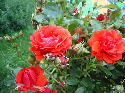 Red Roses on a Rose Bush