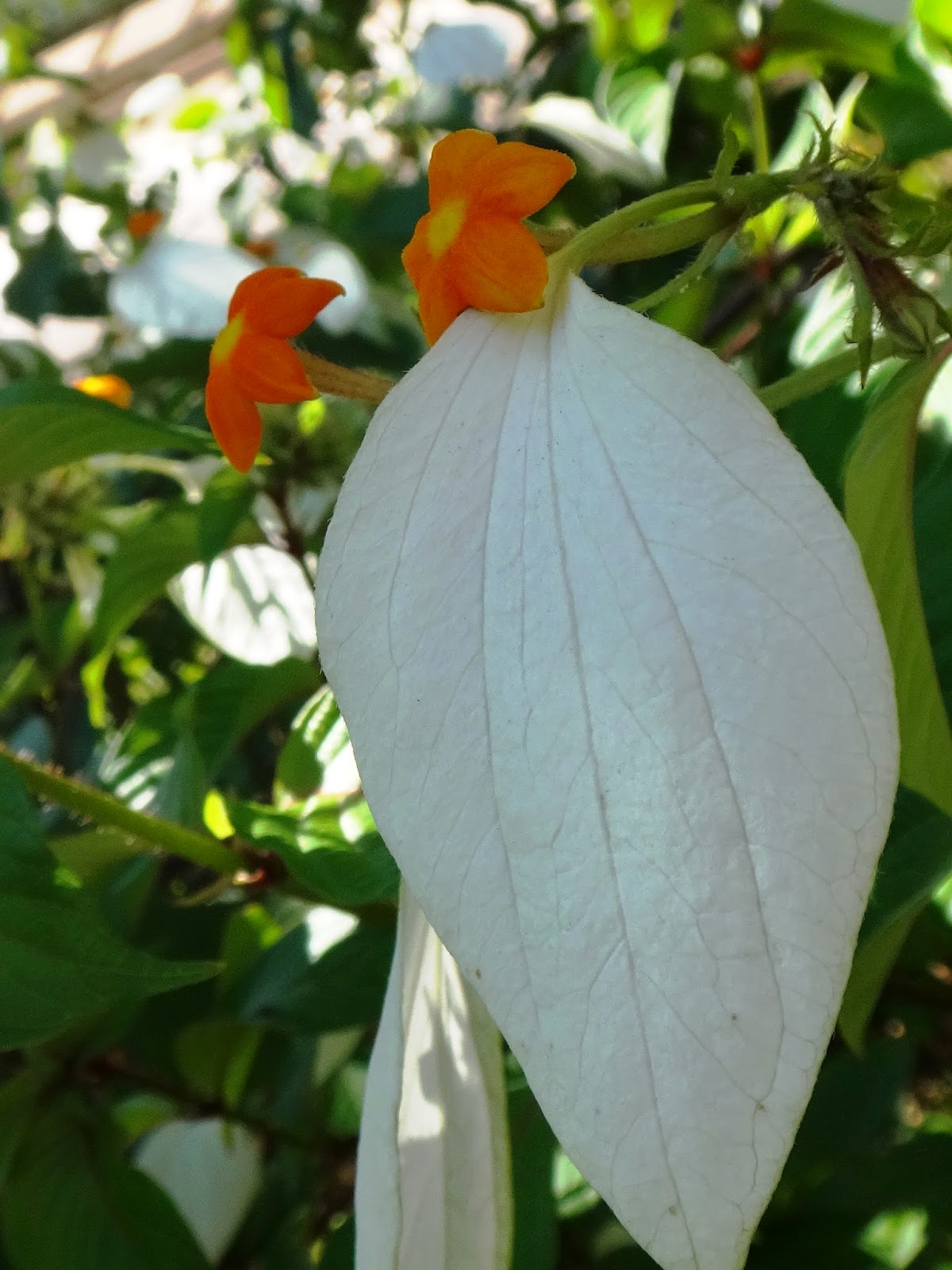 Uma flor por dia mussaenda frondosa