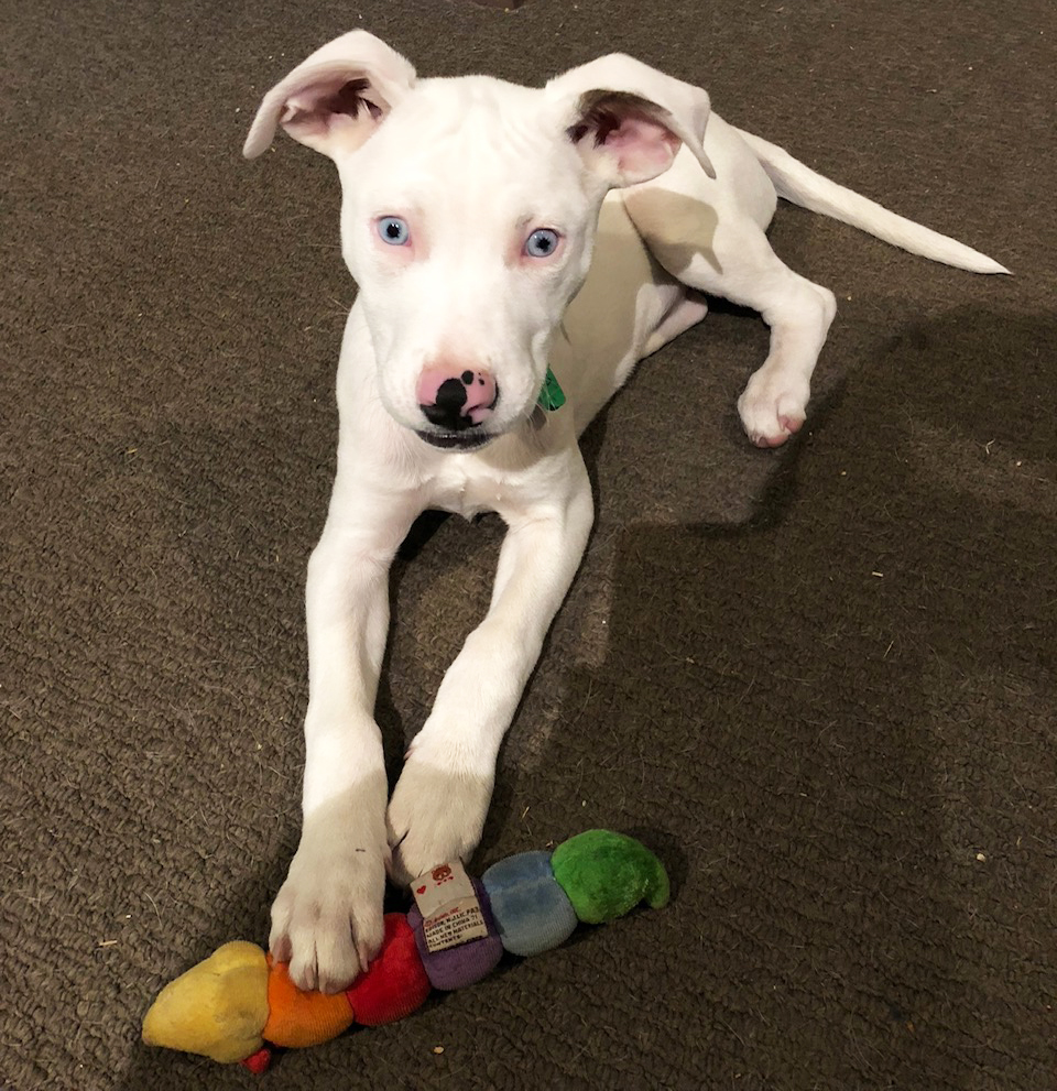 Subsidised Desexing Program for merle & double merle dogs