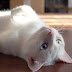 How can i keep my cat healthy ?