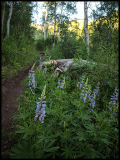 Blue Lupine Blue Lupine