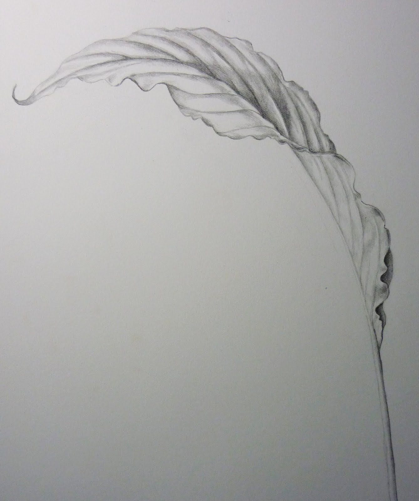 Vicki Lee Johnston Botanical Art SBA Diploma Distance Course Leaf Page