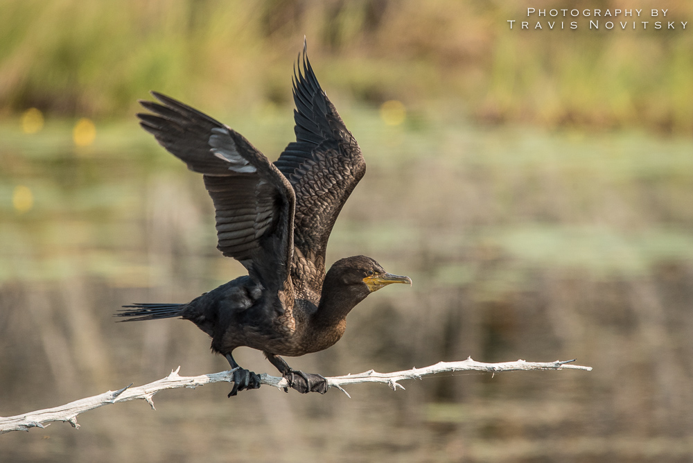 Photography by Travis Novitsky Photo Journal Little Lake Cormorant