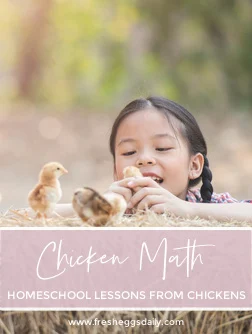 chicken math homeschool lessons for children