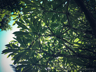 View Under The Frangipani Tree With Branches And Leaves On A Sunny Day