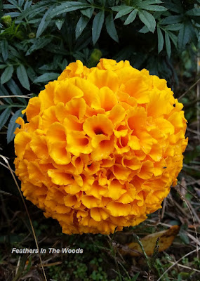 Huge marigold growing in garden