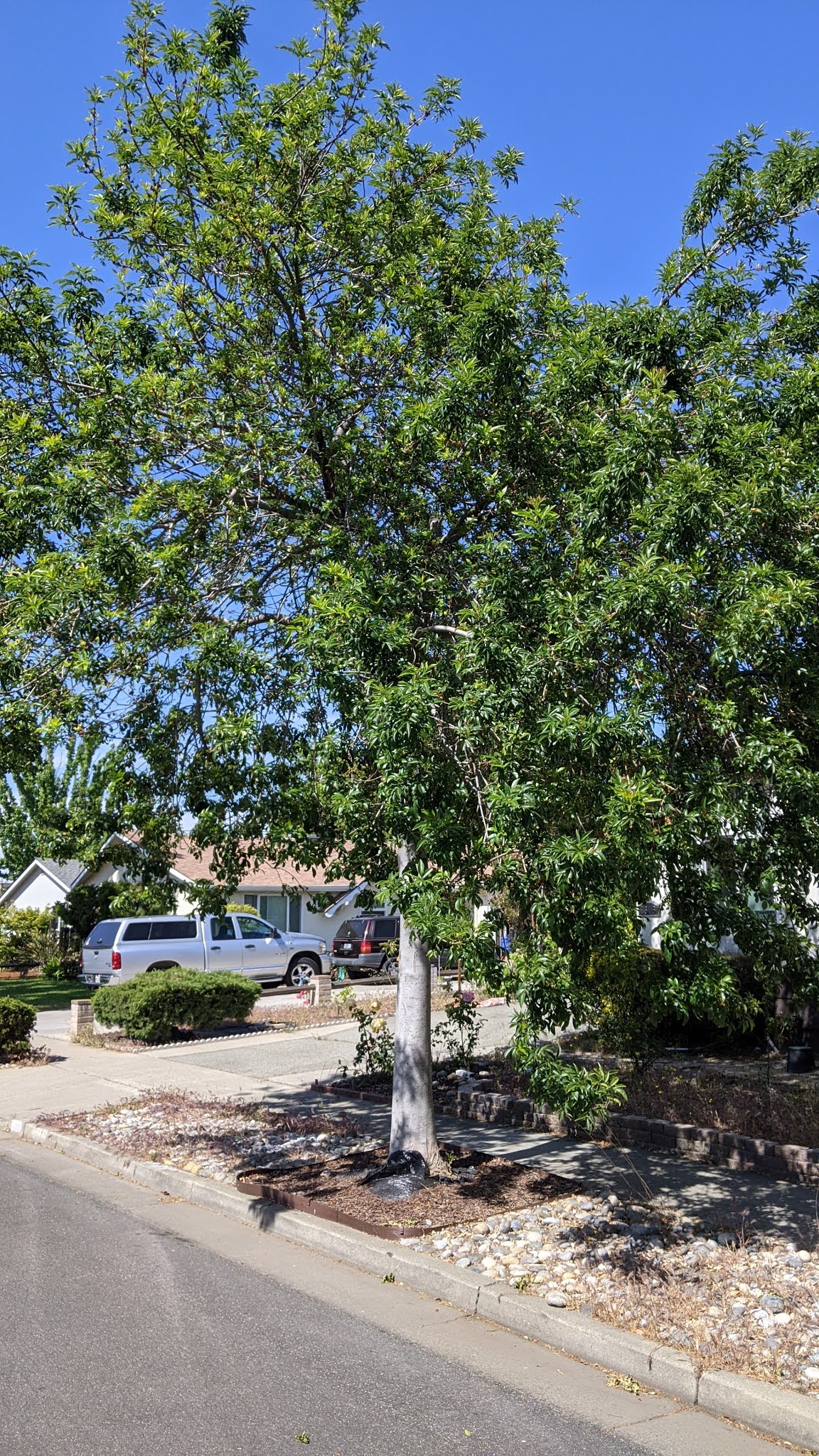 Fan Tex Ash Fraxinus v. 'Rio Grande'