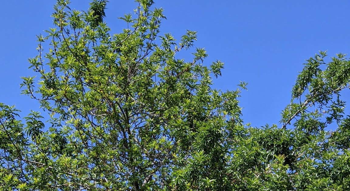 Fan Tex Ash Fraxinus v. 'Rio Grande'
