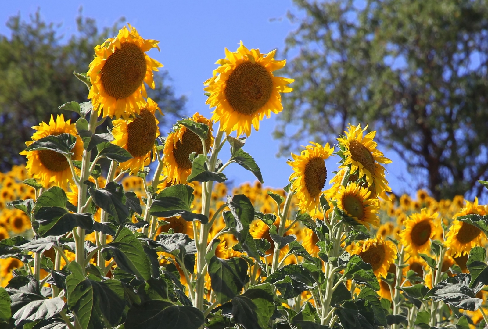 LDS Missionary Couple in the Madrid Spain Temple Sunflowers in Spain