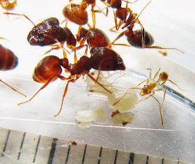 The major and minor workers of this rare Pheidole species