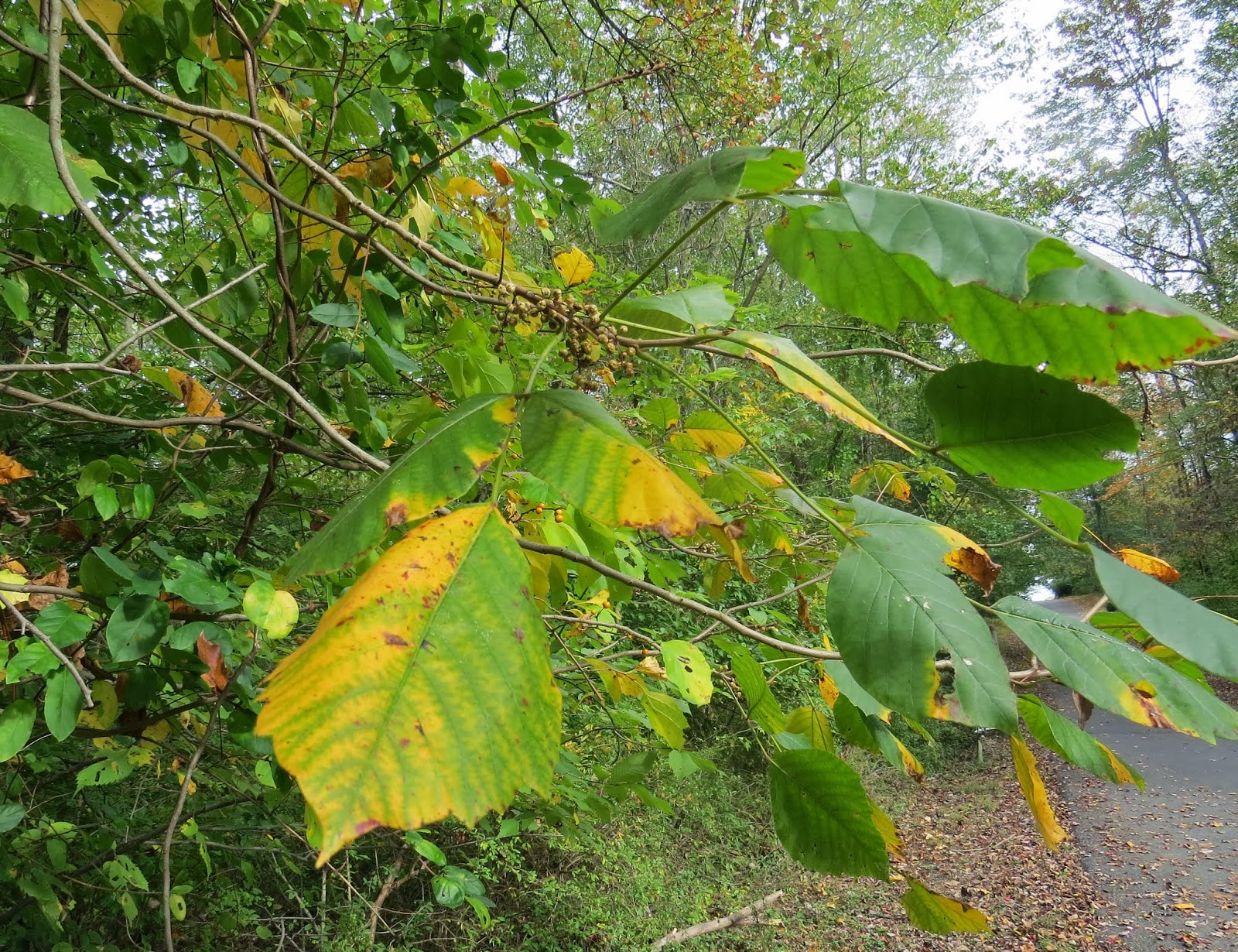 Princeton Nature Notes Poison Ivy for the Birds