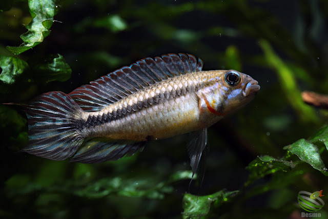 Apistogramma mendezi / Santa isabel