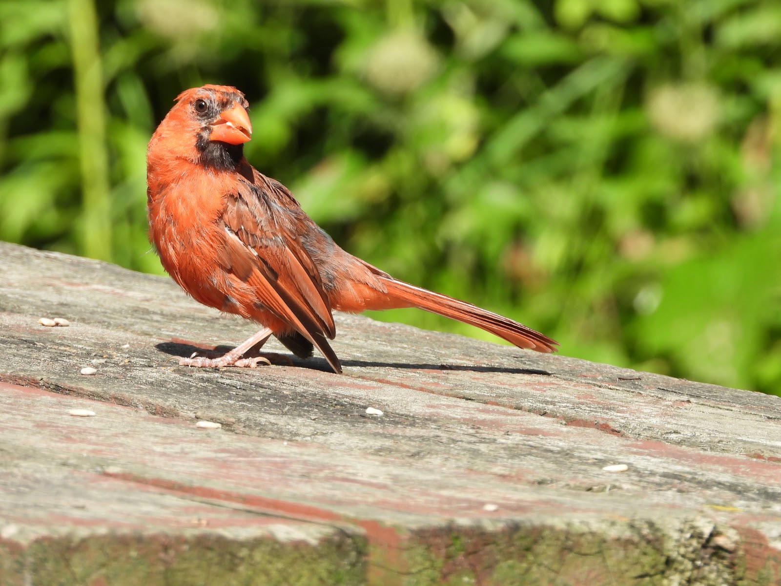 Bird & Travel Photos, Birding Sites, Bird Information NORTHERN CARDINALS EATING SEED, CRANBERRY