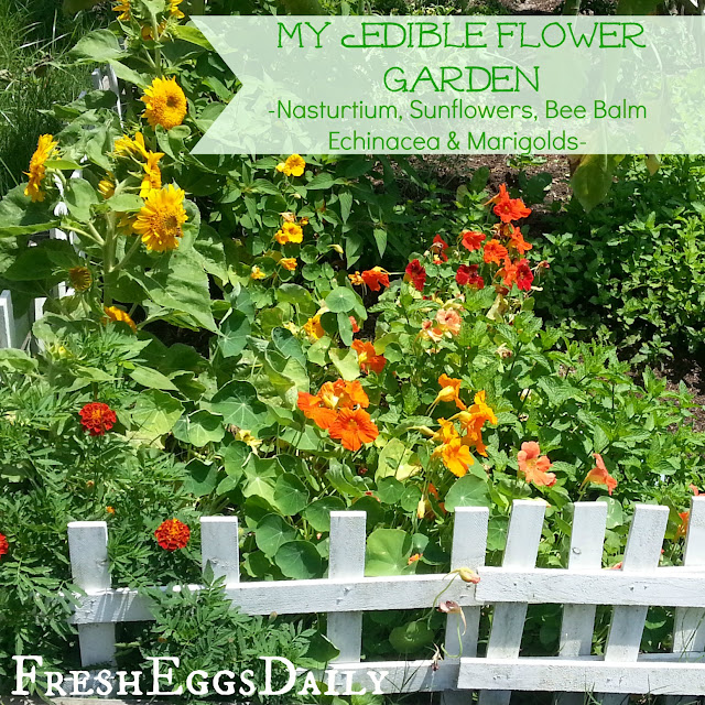 Seasonal Herb and Edible Flower Garden Video Tour Fresh Eggs Daily