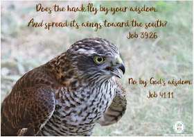 https://www.biblefunforkids.com/2021/05/birds-fly-by-Gods-wisdom.html