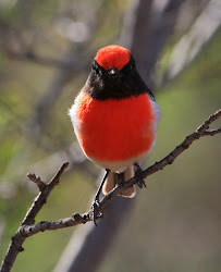 robins robin capped close birds blakeley frederick fire honeyeaters cuckoo well australia bellbirds continues memorial