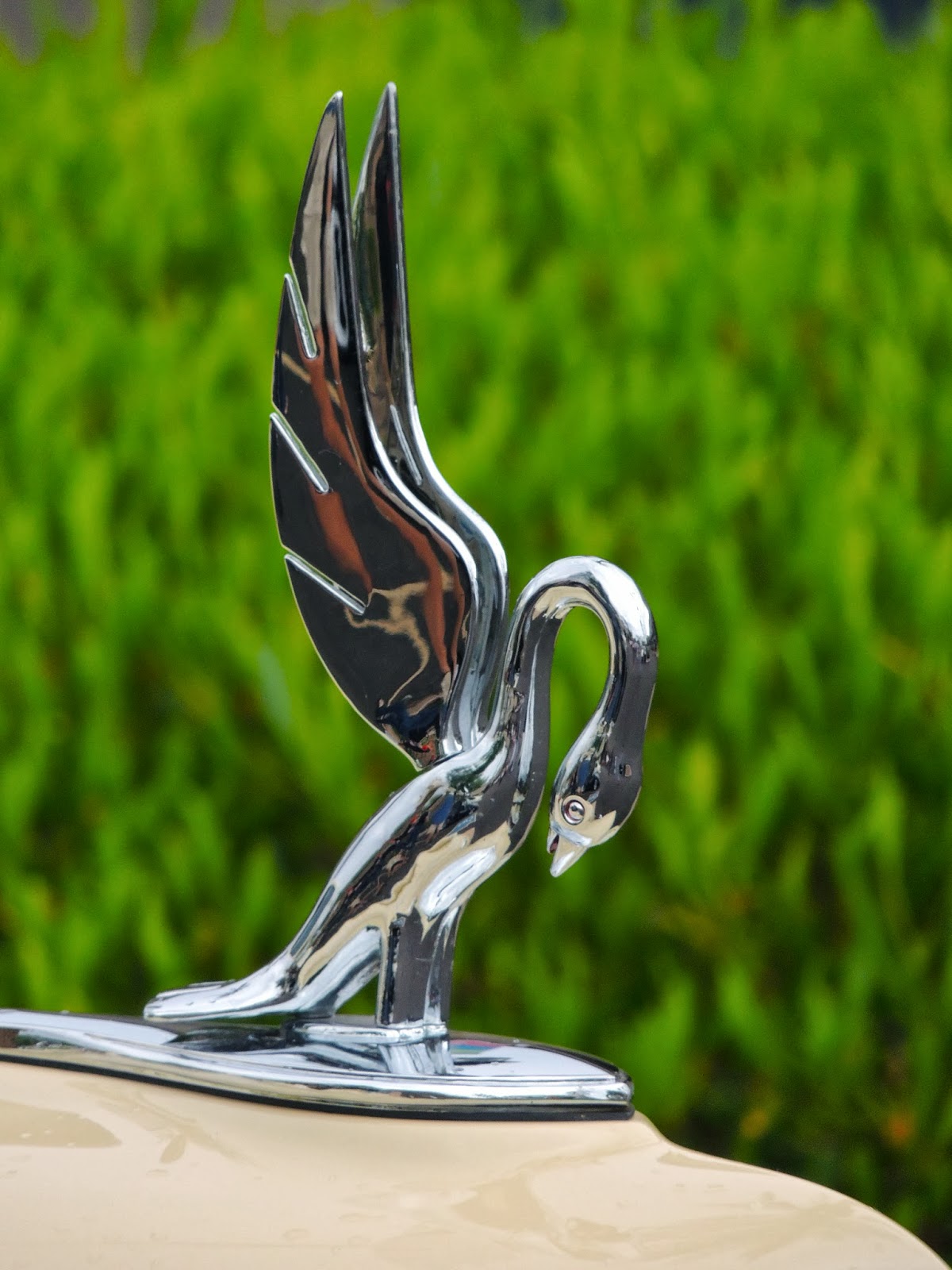 Scottsdale Daily Photo Photo Swan hood ornament