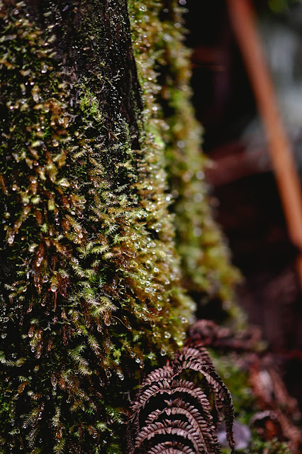 Honua‘ula Forest Hawaii moss
