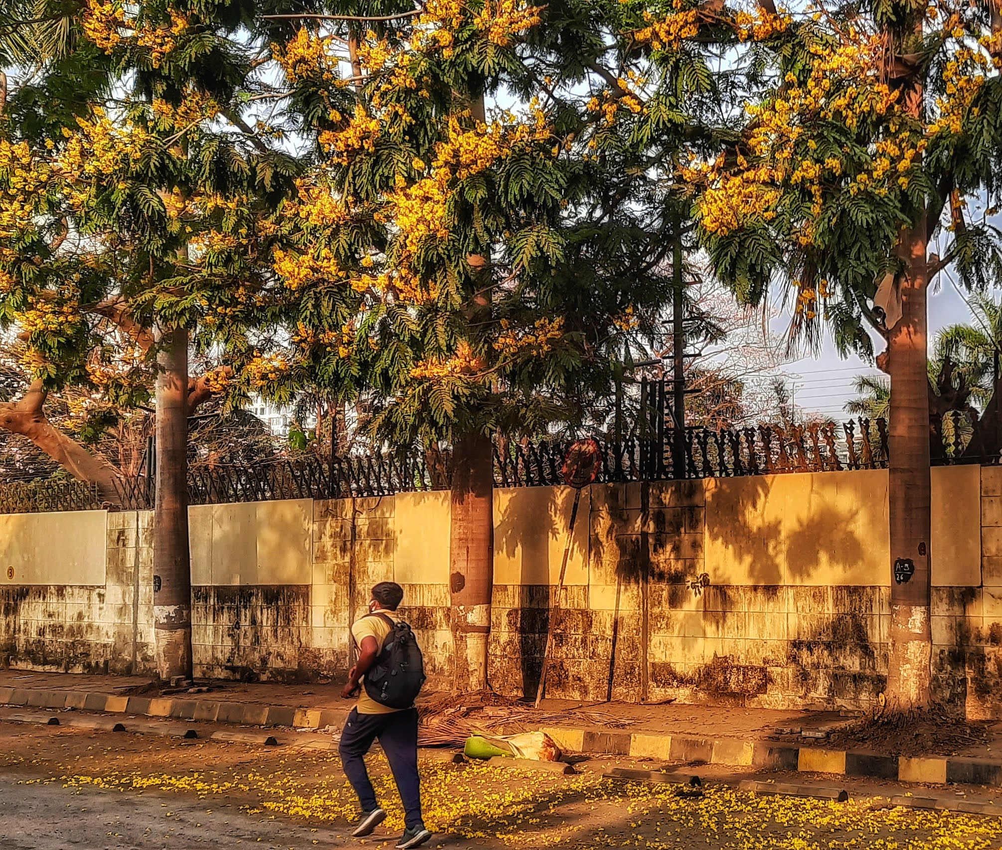 Mumbai Daily Natural 'Holi'