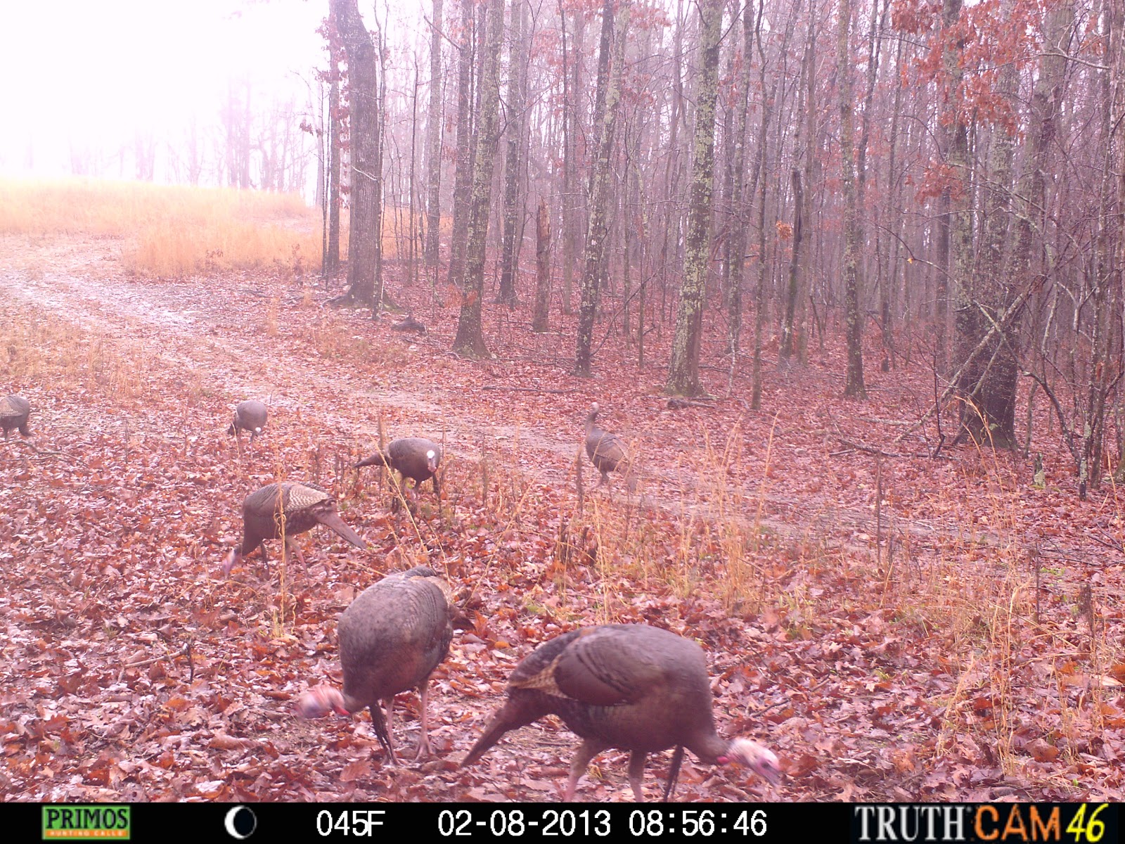 Land for Sale 55.5 Acres on Stone Ridge Dr. White Plains, Alabama