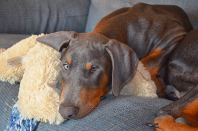 Misty Blue and her "puppy" Photo by Trisha Field