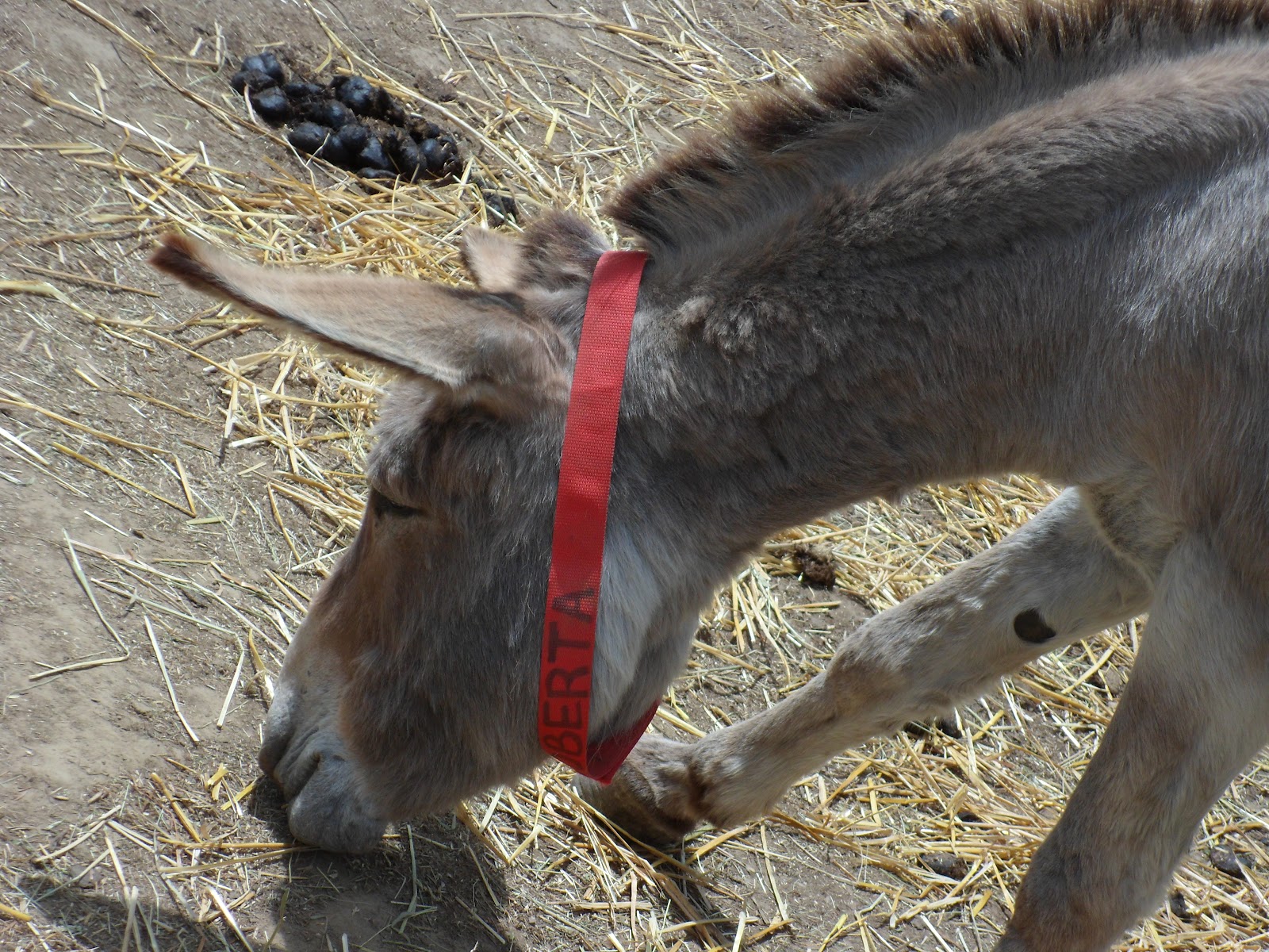 Ice Cream for Breakfast Donkey Sanctuary of Canada