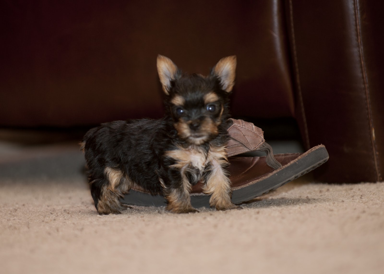 Arizona Teacup Yorkies Puppies At 6 Weeks arizona-teacup-yorkies-puppies-at-6-weeks
