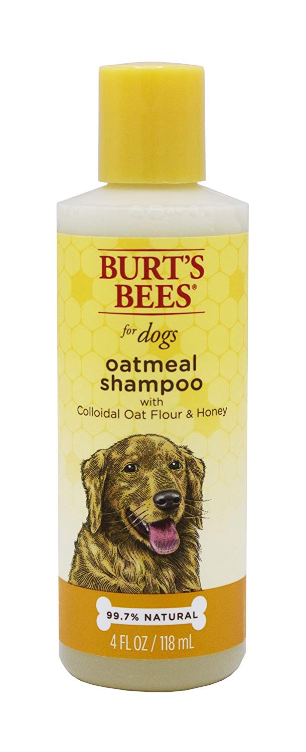 Top 10 Best Shampoo For Dogs in India 2023 [Updated]