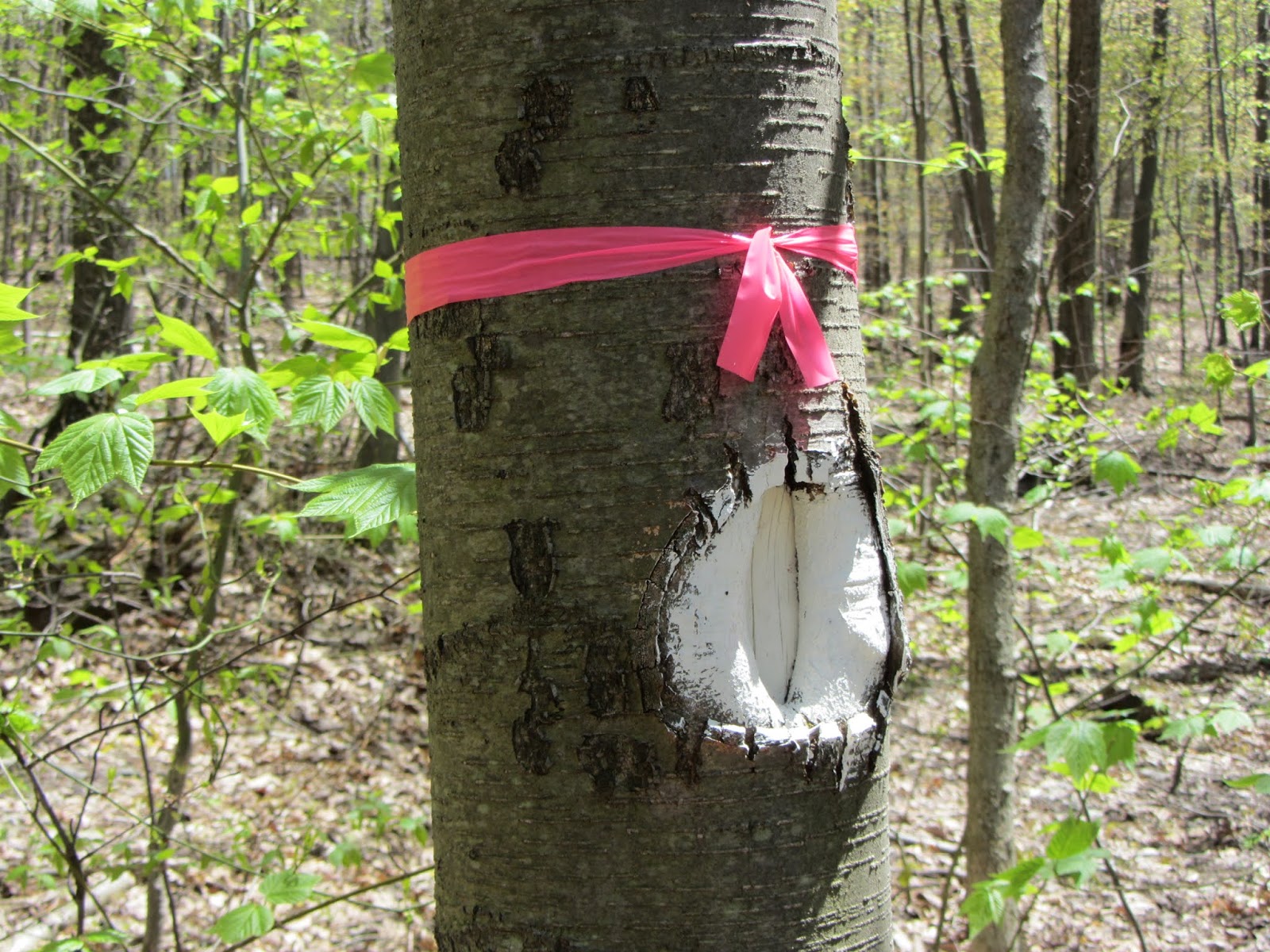 Central Pennsylvania Forestry Maintaining Forest Boundary Lines
