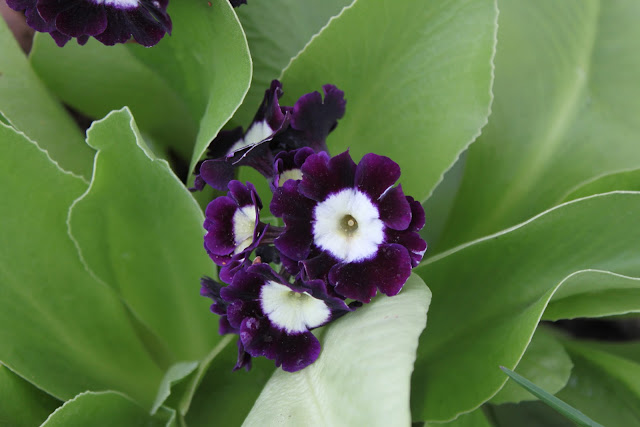 Primula x pubescens